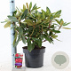 Rhododendron 'Vulcan's Flame' 30-40 cm 5,0L