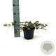 Rubus 'Betty Ashburner' 25-30 cm 2,0L