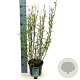 Salix babylonica 'Tortuosa' 30-40 cm 3,0L