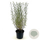 Salix purpurea 'Nana' 30-40 cm 3,0L