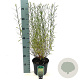 Salix purpurea 'Nana' 30-40 cm 3,0L