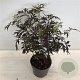 Sambucus nigra Black Lace 50-60 cm 4,0L