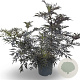 Sambucus nigra Black Lace 80-100 cm 12L