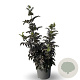 Sambucus nigra Black Tower 80-100 cm 12L