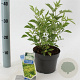 Sambucus nigra Gold Spark 30-40 cm 2,0L