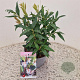 Sarcococca h. Winter Gem 20-25 cm 2,5L