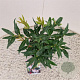 Sarcococca h. Winter Gem 20-25 cm 2,5L
