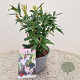 Sarcococca h. Winter Gem 20-25 cm 2,5L