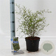 Sophora 'Little Baby' 25-30 cm 2,0L