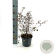 Spiraea vanhouttei 40-50 cm 3,0L