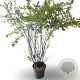 Spiraea vanhouttei 80-100 cm 12L