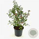 Symphoricarpos Magical Candy 40-50 cm 3,0L