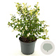 Symphoricarpos Magical Galaxy 40-50 cm 3,0L