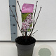 Syringa patula 'Miss Kim' 25-30 cm 2,0L
