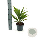 Trachycarpus fortunei 25-30 cm 2,0L
