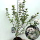 Viburnum burkwoodii 60-80 cm 5,0L