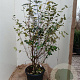 Viburnum burkwoodii 125-150 cm 35L najaarspotting