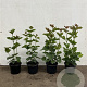 Viburnum opulus 40-60 cm 2,0L