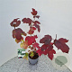 Viburnum opulus 'Roseum' 45-50 cm 3,0L
