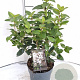 Viburnum tin. 'Eve Price' 30-40 cm 2,0L