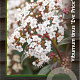 Viburnum tin. 'Eve Price' 30-40 cm 2,0L