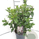 Viburnum tin. 'Eve Price' 30-40 cm 2,0L