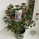 Viburnum tin. 'Gwenllian' 40-45 cm 5,0L