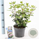 Viburnum tin. Lisarose 25-30 cm 2,0L