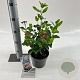 Viburnum tin. Lisarose 25-30 cm 2,0L
