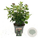 Viburnum tin. Lisarose 30-35 cm 2,0L
