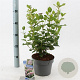 Viburnum tin. Lisarose 30-40 cm 3,0L