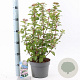Viburnum tin. Lisarose 30-40 cm 3,0L