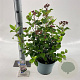 Viburnum tin. Lisarose 35-45 cm 5,0L