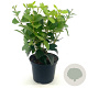 Viburnum tin. 'Macrophyllum' 30-40 cm 2,0L
