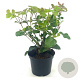 Viburnum tin. 'Purpureum' 30-40 cm 2,0L