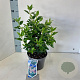 Viburnum tin. Spirit 30-35 cm 3,0L