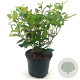 Viburnum tin. Spirit 30-40 cm 2,0L