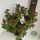 Viburnum tin. Spirit 35-40 cm  met knop