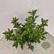 Viburnum tin. Spirit 40-45 cm 2,5L
