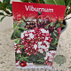Viburnum tin. Spirit 40-45 cm 2,5L