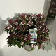 Viburnum tin. Spirit 50-60 cm 5,0L