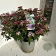 Viburnum tin. Spirit 50-60 cm 5,0L