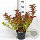 Weigela All Summer Red 30-40 cm 3,0L