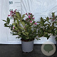 Weigela 'Minuet' 40-50 cm 2,0L
