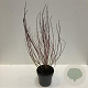 Cornus alba 'Elegantissima' 100-125 cm 12L