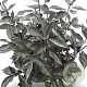 Cornus alba Nightfall 80-100 cm 12L