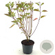 Cornus sericea 'Cardinal' 50-60 cm 3,0L