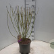 Cornus sericea 'Flaviramea' 60-80 cm 5,0L