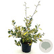 Elaeagnus pungens 'Maculata' 30-40 cm 3,0L