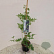 Rubus frut. 'Thornless Evergreen' 70-80 cm 2,0L met stok